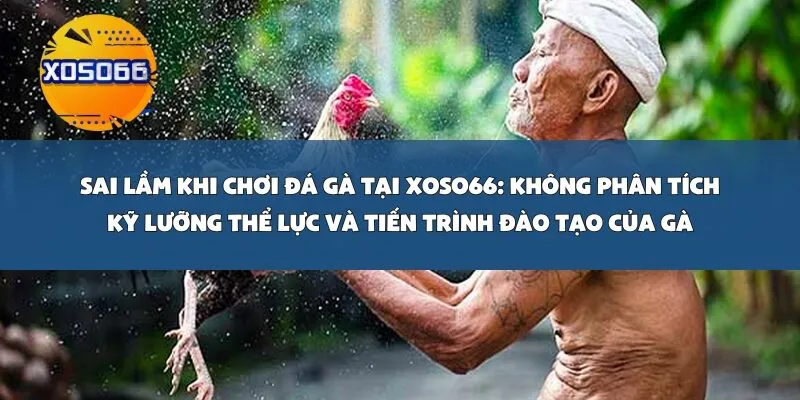 Sai Lầm Khi Chơi Đá Gà