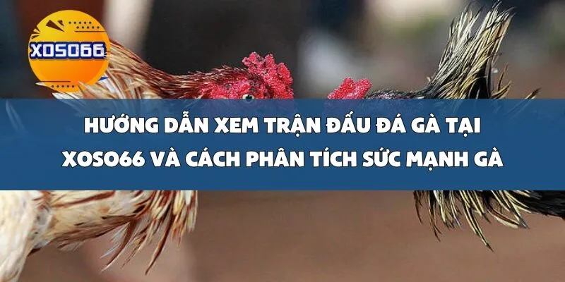 Hướng Dẫn Xem Trận Đấu Đá Gà Tại Xoso66 Và Cách Phân Tích Sức Mạnh Gà